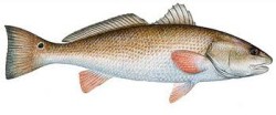 Red Drum