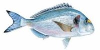 Mediterranean Sea Bream