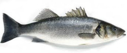 Sea Bass