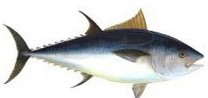 Tuna