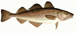 Atlantic Cod