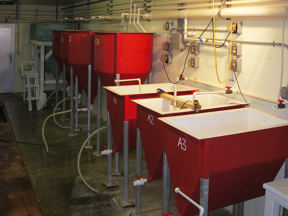 Artemia production system