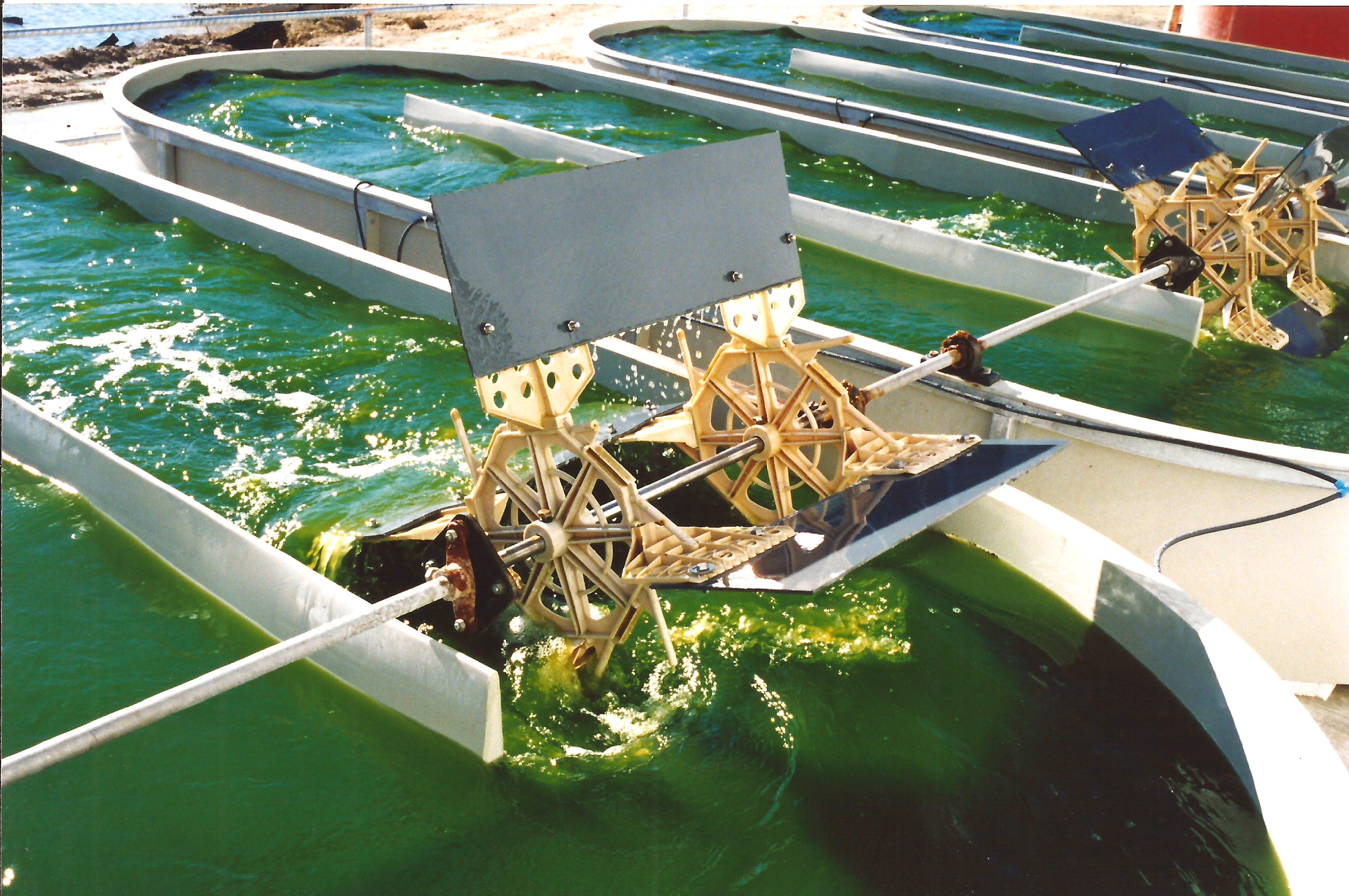 Algae production raceway system Atlit, Israel