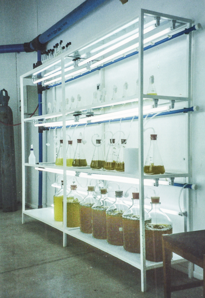 Algae production, Seed cultures.