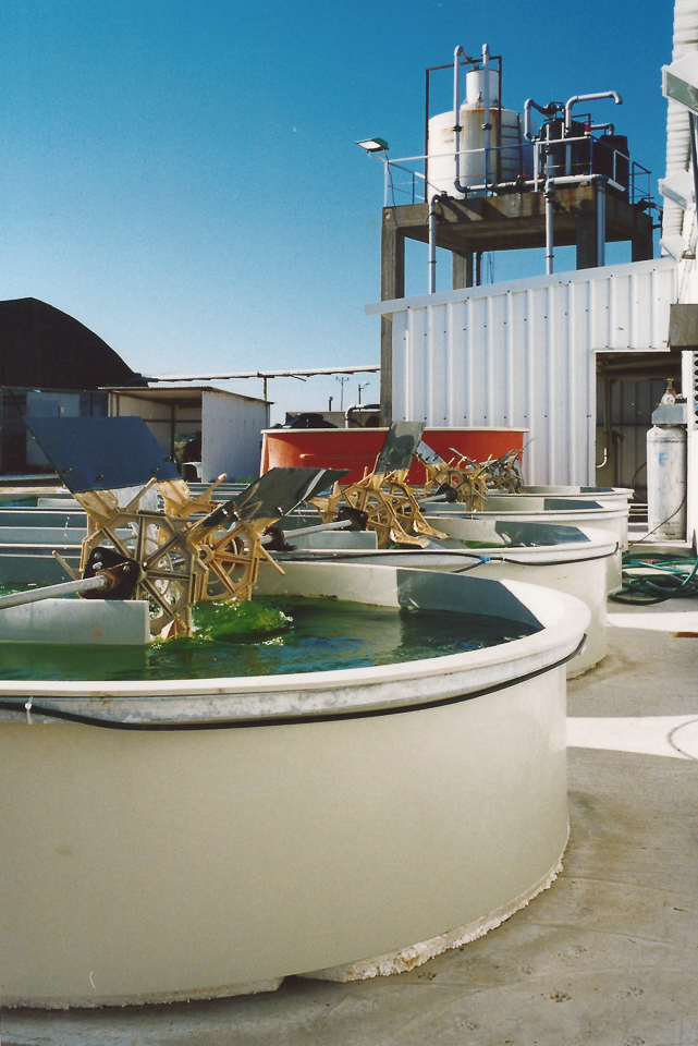 Algae production raceways, Atlit, Israel