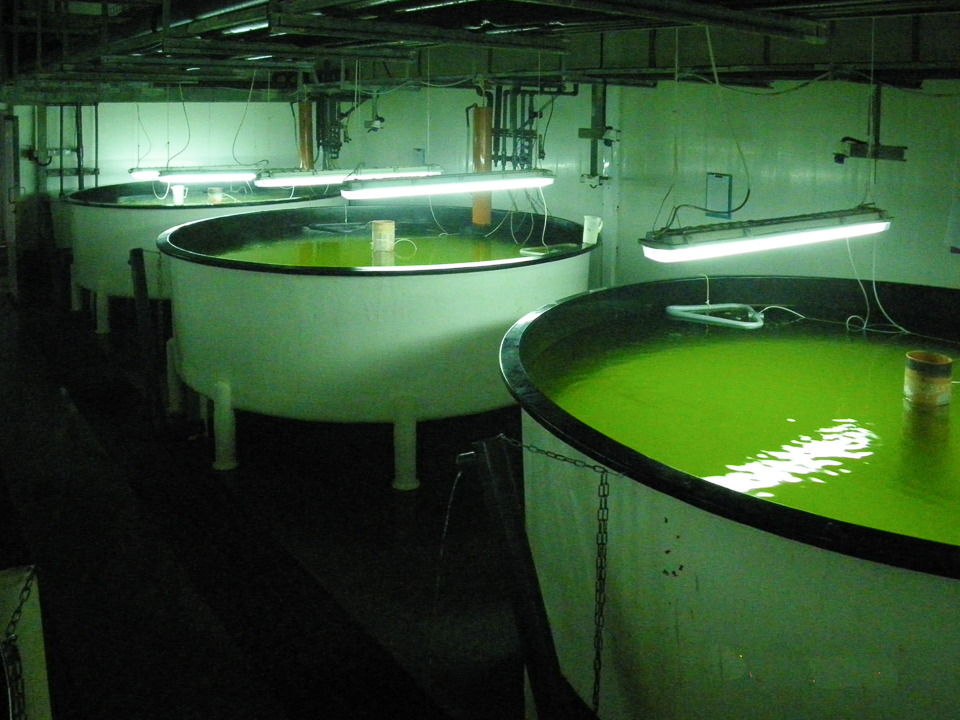 Larval rearing tanks, Bream/Bass hatchery