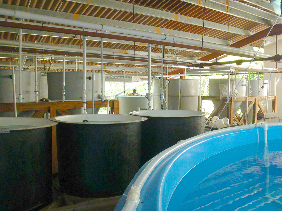 Yellowfin tuna experimental hatchery, Panama