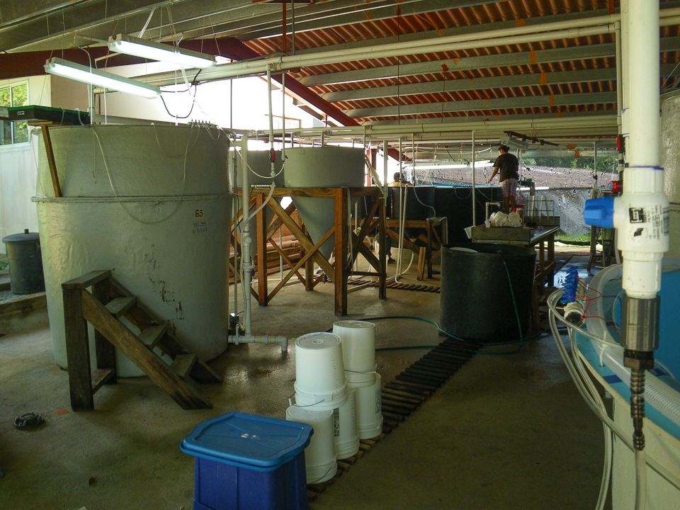 Yellowfin Tuna experimental hatchery, Panama